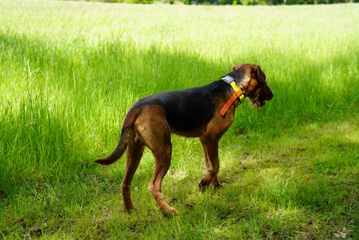 Schwedenfahne aus Biothane