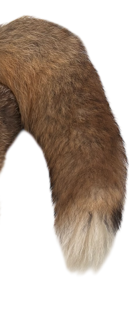 Fuchsdummy 3-teilig 3,8 kg regional