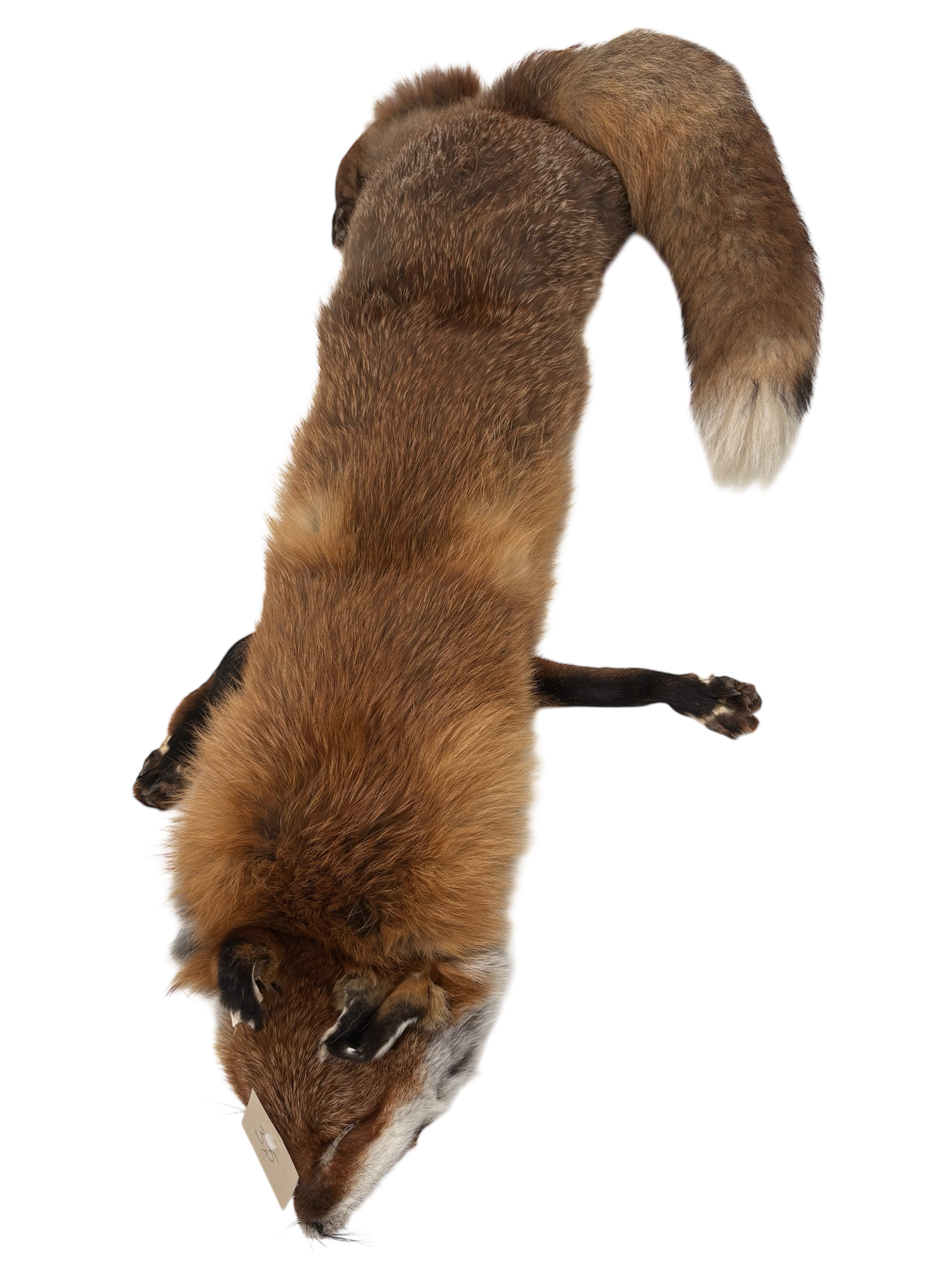 Fuchsdummy 3-teilig 5,3 kg regional