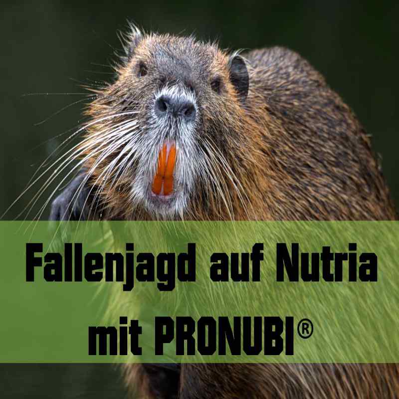 PRONUBI® Speziallockmittel