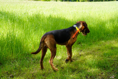 Schwedenfahne aus Biothane