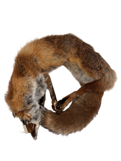 Fuchsdummy