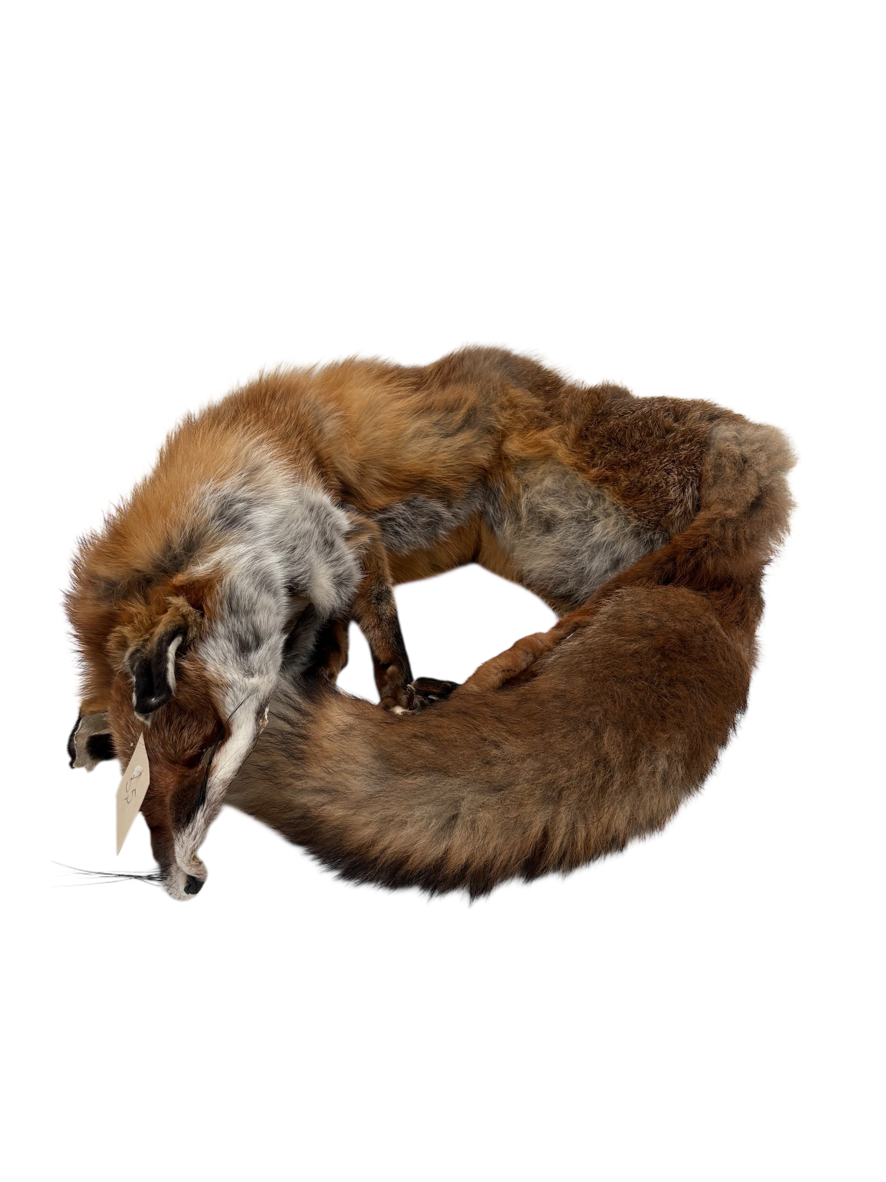 Fuchsdummy 3-teilig 4,3 kg regional