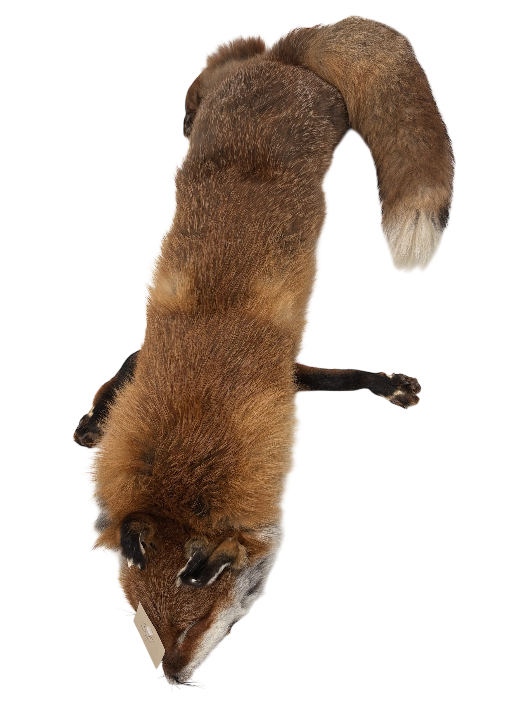 Fuchsdummy 3-teilig 3,8 kg regional