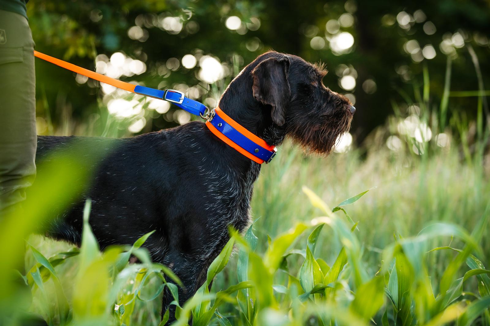 Schweißhalsung mit Hund auf Wiese